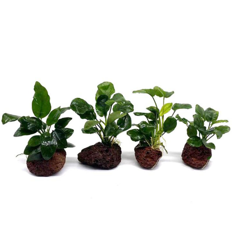 Decorazione per acquario vulca - Aquarium Planted Tank Filter recensione e prezzo