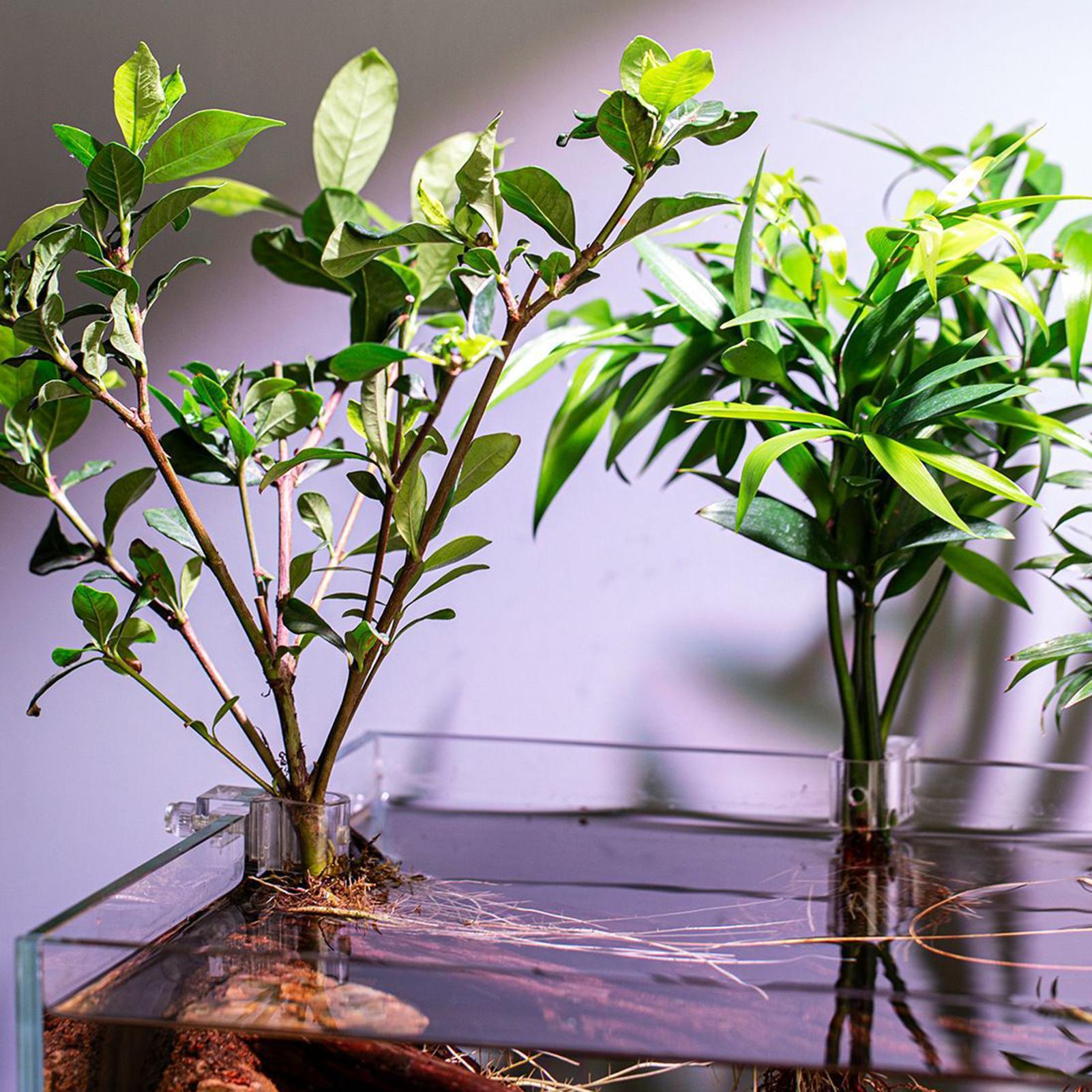 Mini Vaso per Piante da Acquar - Plant Aquarium Pot recensione e prezzo