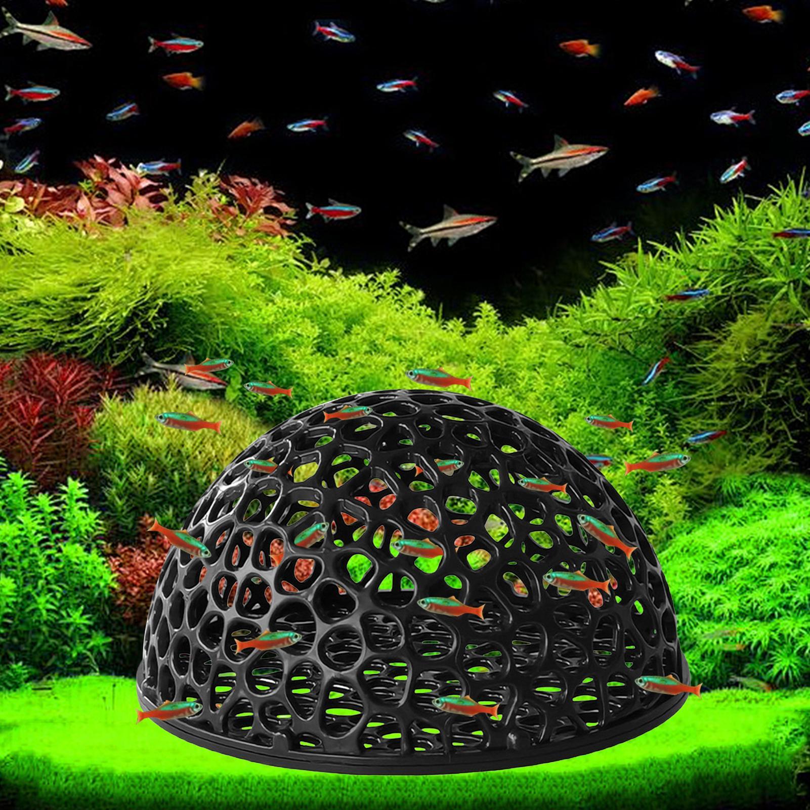 Acquario casa di gamberetti Gr - Aquarium Plants Live recensione e prezzo